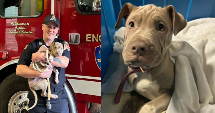 Puppy who lost leg after being hit by car gets adopted by firefighter who saved her