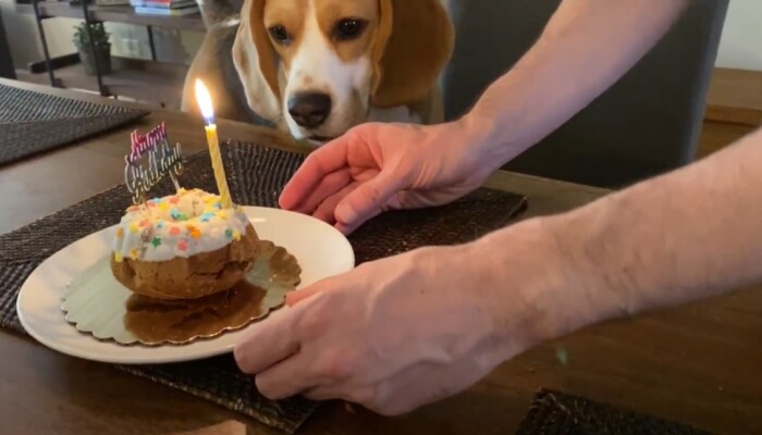 Happy Birthday, Oliver: Celebrating Our Adorable Beagle!