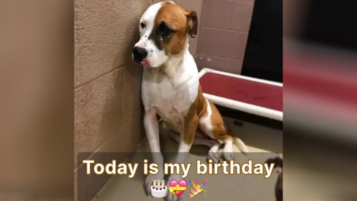 Birthday: The Tearful Saga of a Dog Waiting Over 2 Years in Shelter Without Adoption.