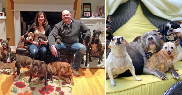 Couple Rescues Over 300 Senior Shelter Dogs In Memory Of The One They Lost