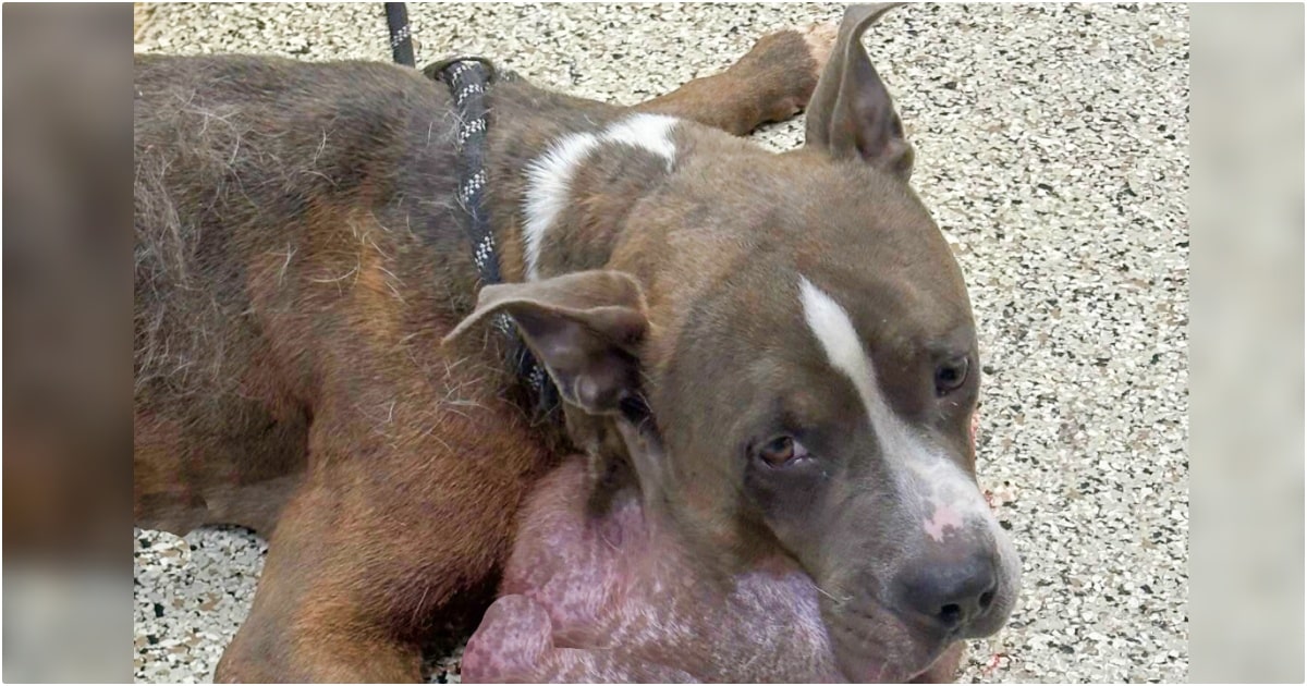 Shelter Takes In Dog With 7-Pound Tumor When Owner Didn’t Get Him Treatment