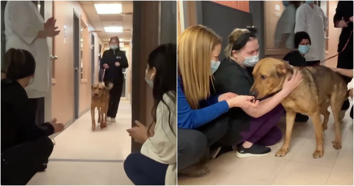 Shelter Dog Gives ‘Goodbye’ Kisses To Every Staff Member On His Way Out