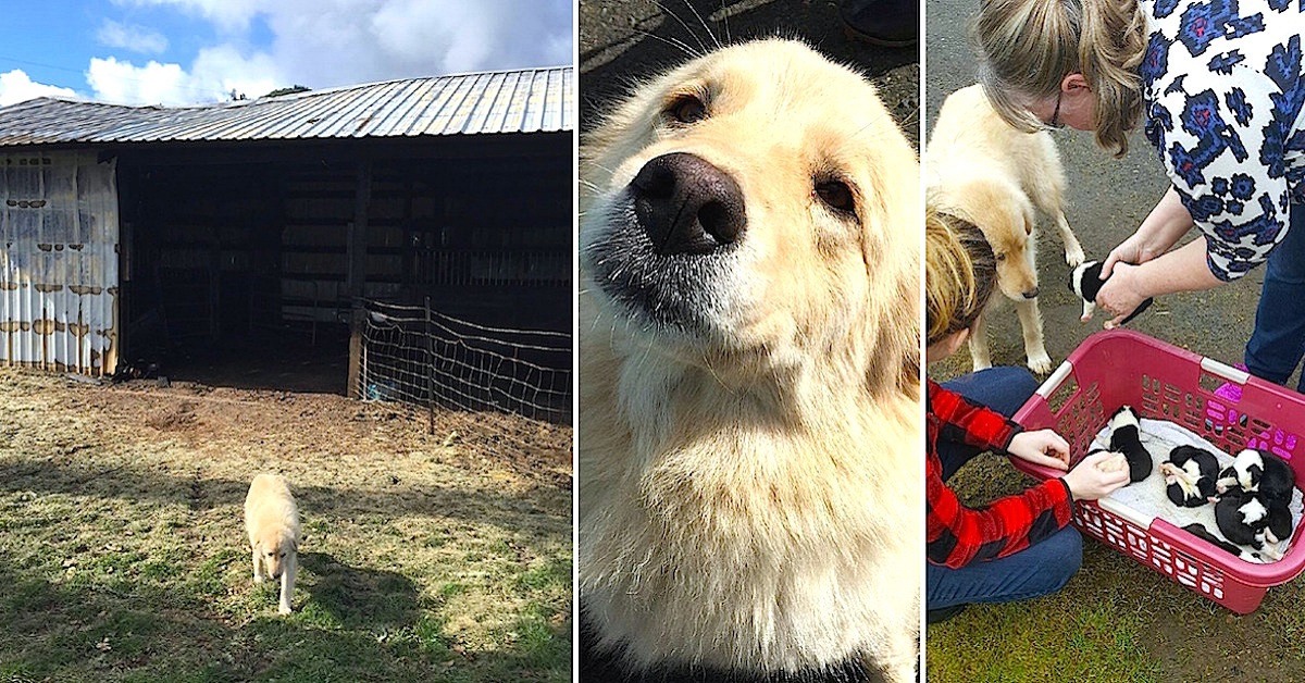 Mama Dog Was Sad When 7 Pups Passed In Fire