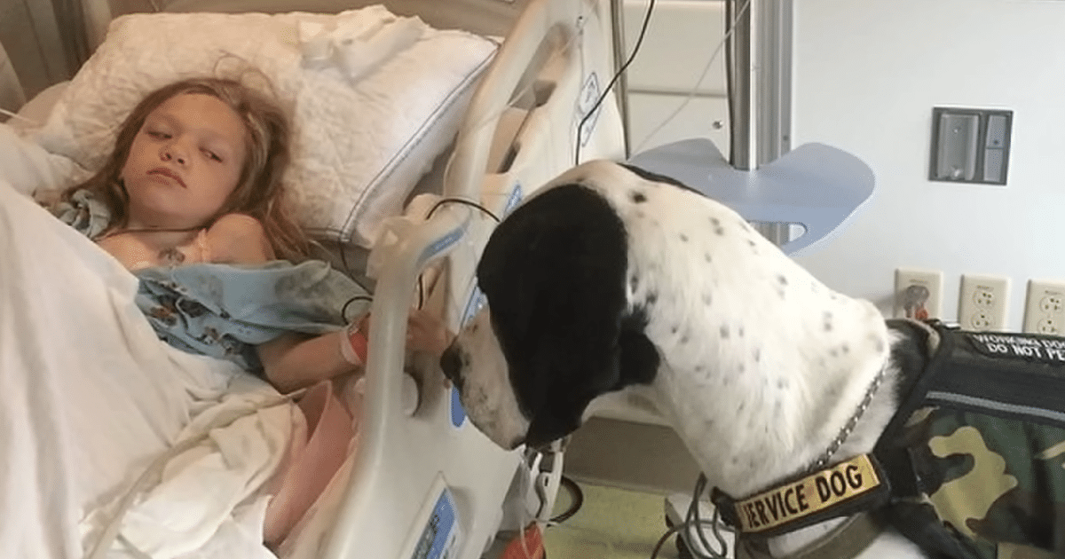 Family Rewards Service Dog with the ‘Best Day Ever’ for His Dedication