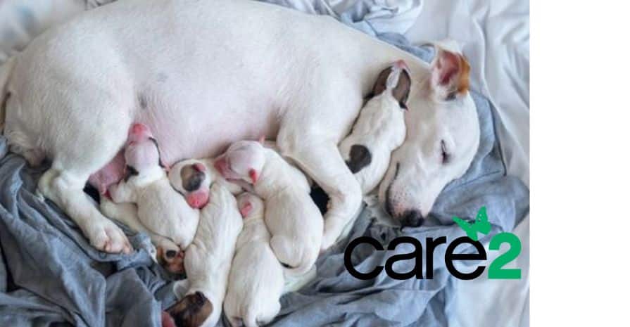 Mama And Puppies Locked In Cages for Two Weeks Without Food or Water