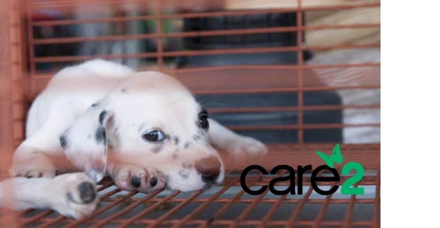 Ban the sale of puppy mill dogs at pet stores to end this cruel industry for good.