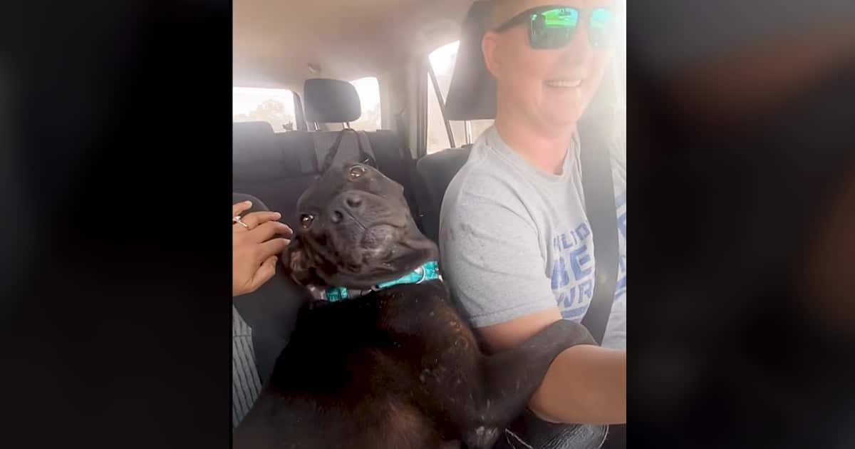 Pregnant Pittie Won’t Stop Hugging Her Rescuer After Heartwarming Rescue