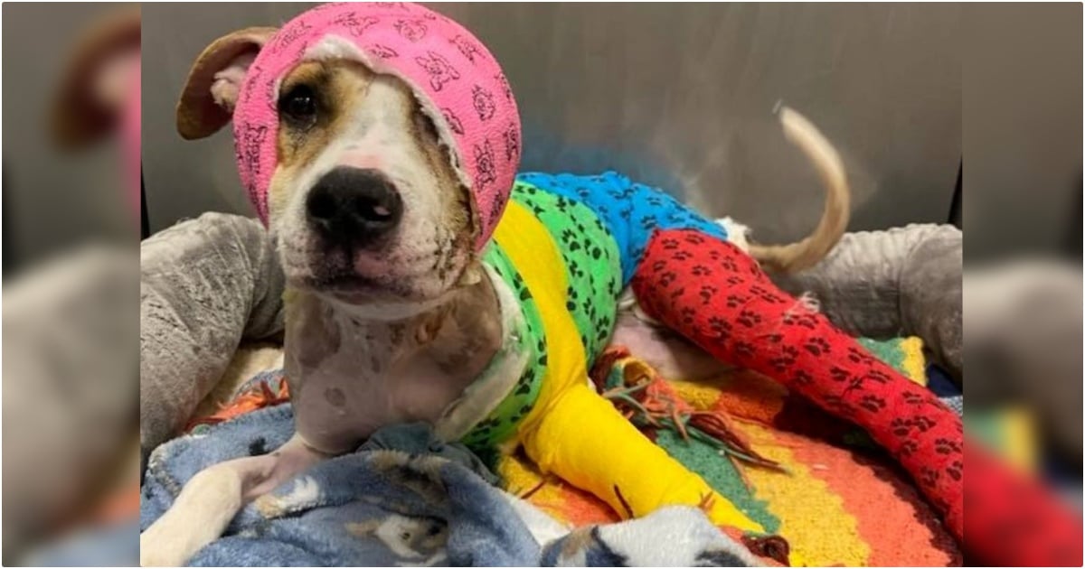 Dog Set On Fire Transforms Into One-Eared Beauty With The Bravest Heart