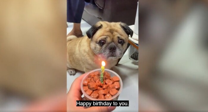 Adorable pet Pug stares at dog treat cake while owner sings him happy birthday