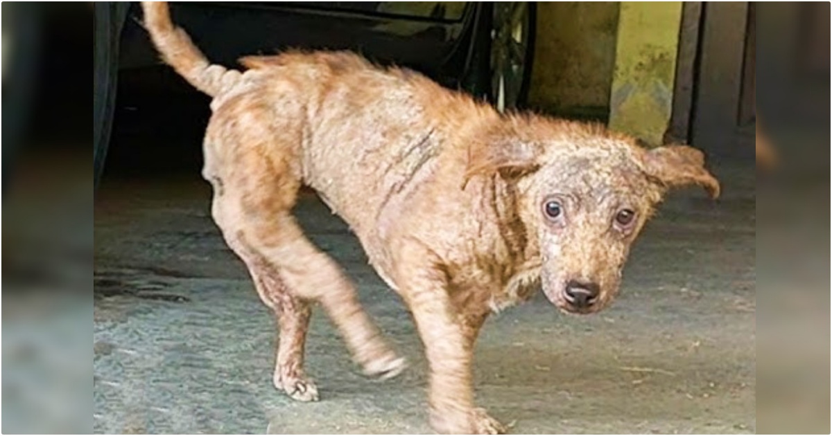 Dog With Backward Legs Skirted Out From Busy Roadway