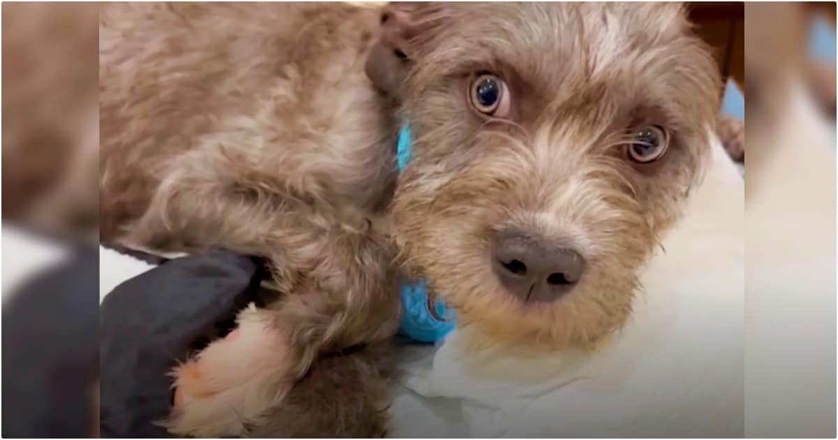 Woman Uncovers Cause Of Puppy’s Fear So He Can Lead A Full Life