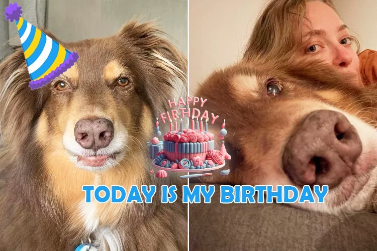 Amanda Seyfried Celebrates Her Dog’s Birthday with Cute Photo Dump: ‘Finny’s 15’