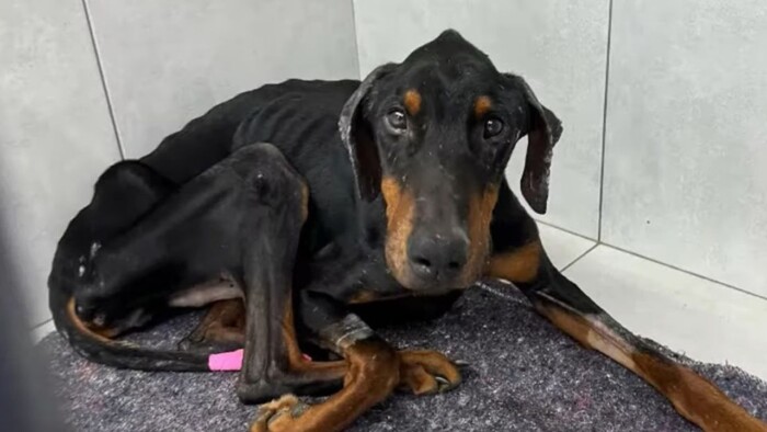 Sweet Doberman Who Was ‘As Skinny As A Skeleton’ Got Completely Transformed After Being Rescued  