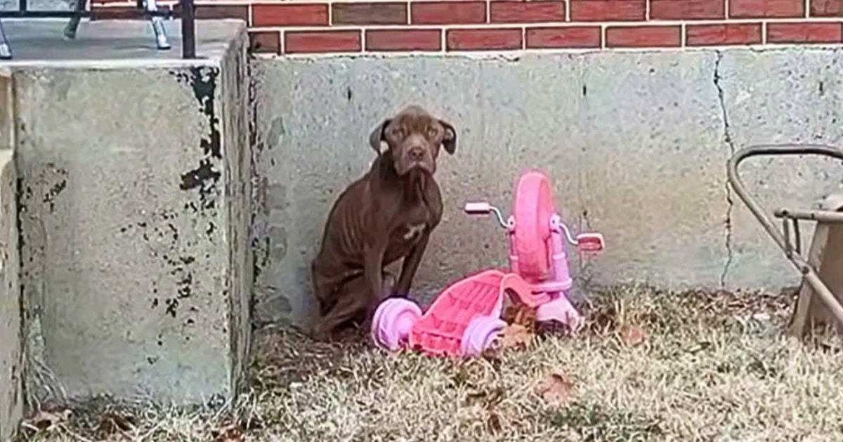 Stray Dog Waiting For His Chance, Leaned Into Woman And Melted Into Her Embrace