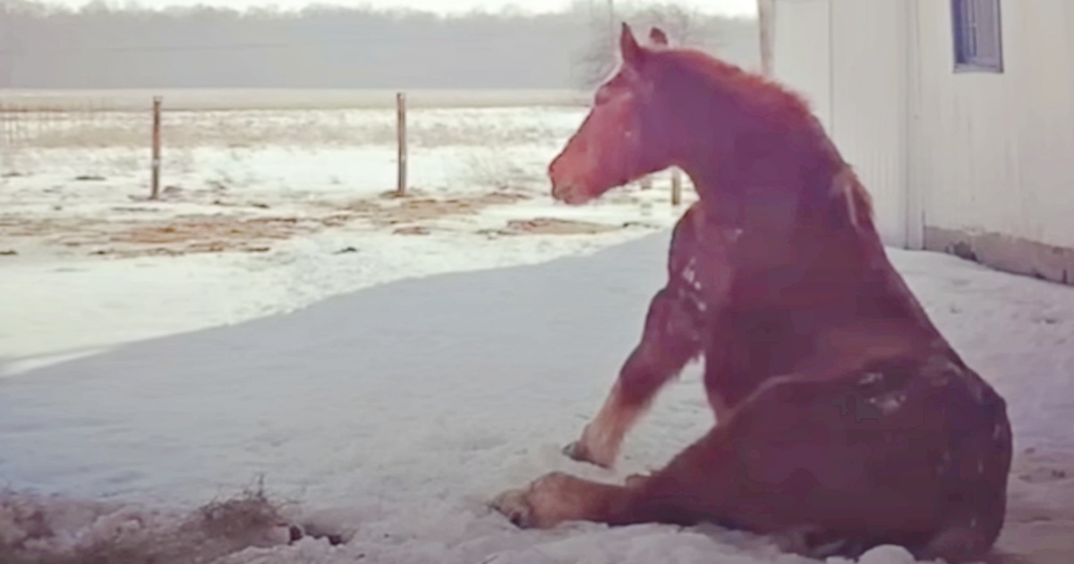 Isolated Horse That Waited A Lifetime For A Friend Finds Her Soulmate