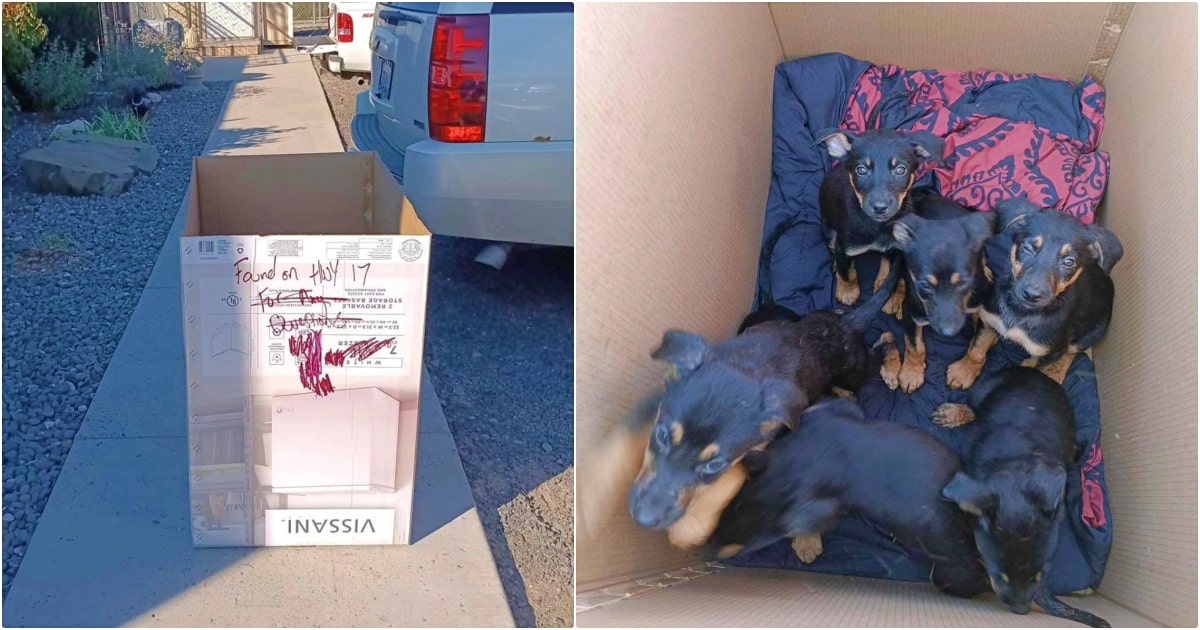 Outside their rescue center, they noticed a cardboard box abandoned on the sidewalk