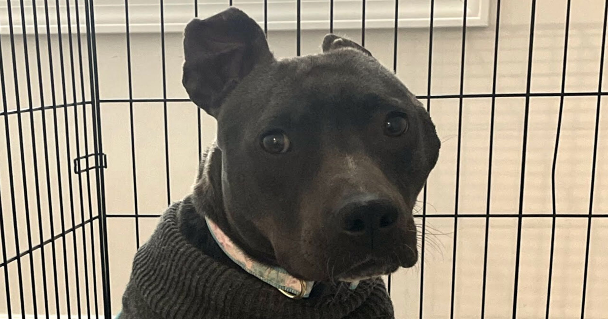 Woman Gave This Unwanted Pit Bull A New Home, Turned Her Life Into A ‘Fairytale’