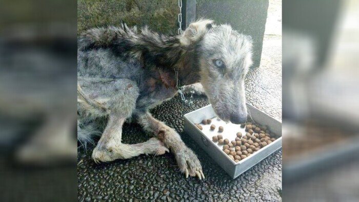 Skeletal husky dog rescued from the brink of death – 10 months later she is unrecognizable