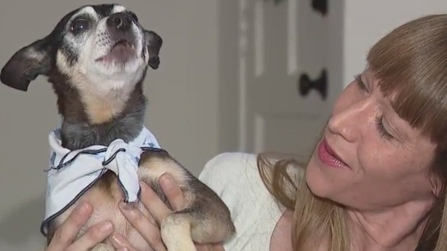Alameda family stunned after DNA test reveals adopted dog is father of late pet
