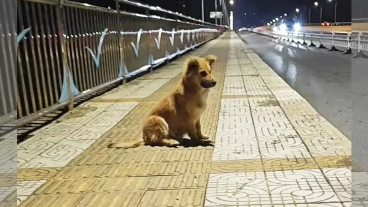 Heartbroken Pup Waited at An Overpass for Weeks, Believing His Owner Would Come Back