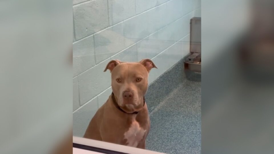 Florida Shelter Dog Overlooked For 785 Days Just Because Of His Looks