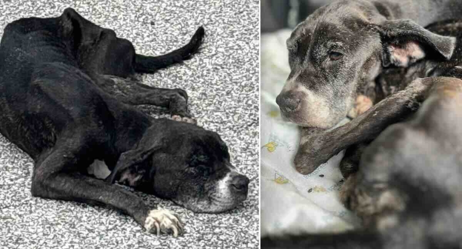 Senior Starving Dog Rescued From The Heat