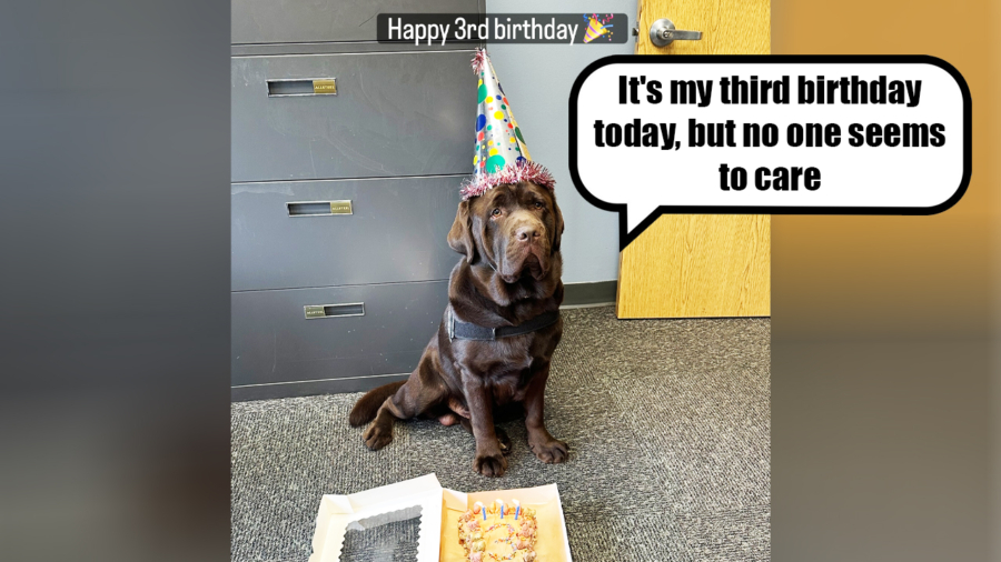 Greenfield police’s comfort dog Frank celebrates 3rd birthday