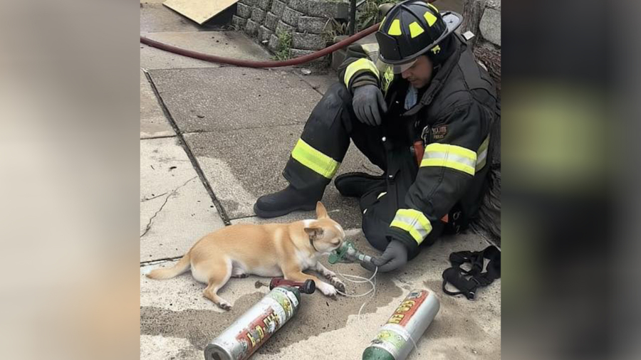 Brave Firefighter Saves Small Chihuahua from Blaze, Risking His Own Life