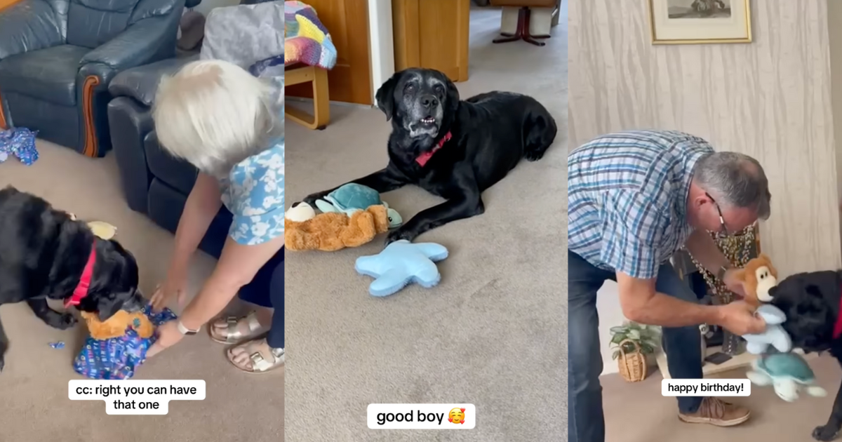 Deaf Grandparents Sing Happy Birthday for Senior Dog in Heartwarming Video