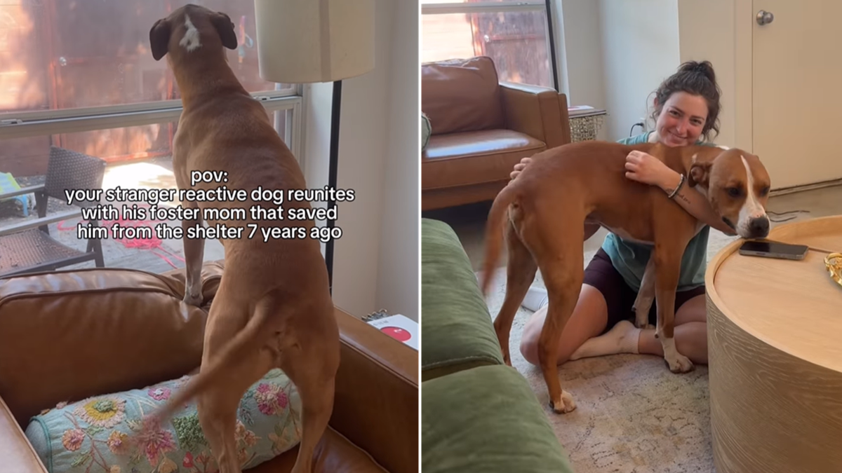 Rescue Pit Bull’s Reunion With Foster Mom Who Saved Him From Shelter Is Truly Heartwarming Rescue Pit Bull’s Reunion With Foster Mom Who Saved Him From Shelter Is Truly Heartwarming