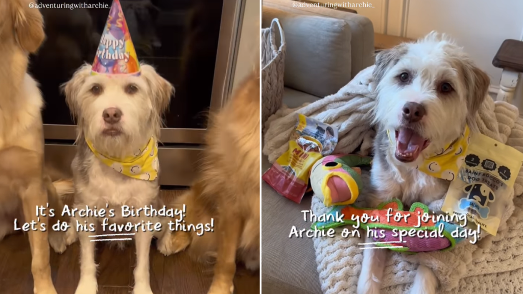 Owner Celebrates Rescue Dog’s 7th Birthday by Doing His Favorite Things