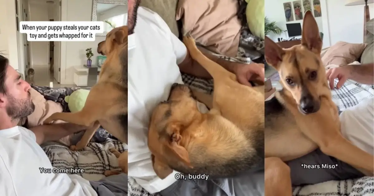 Video: Rescue Puppy Tattles to Owner After Cat Whacks Him Video: Rescue Puppy Tattles to Owner After Cat Whacks Him