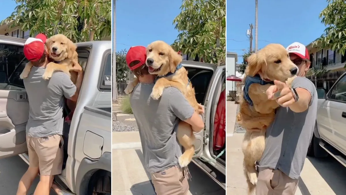 Golden Retriever Is Dad’s Forever Baby in Adorable Video Golden Retriever Is Dad’s Forever Baby in Adorable Video