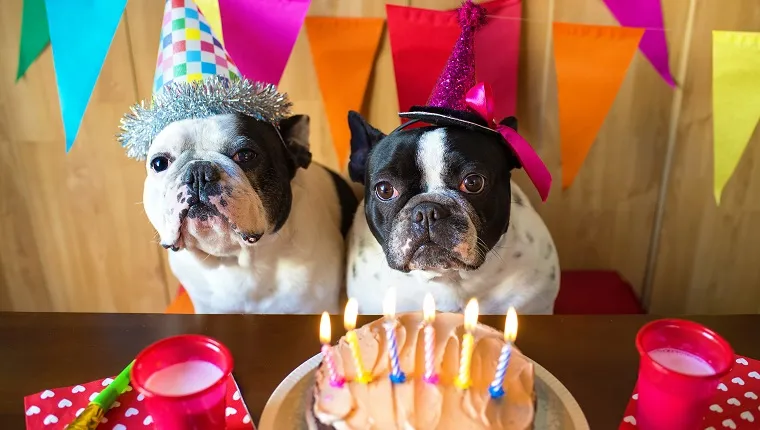 Celebrate The Unofficial Birthday Of Shelter Dogs On August 1st!
