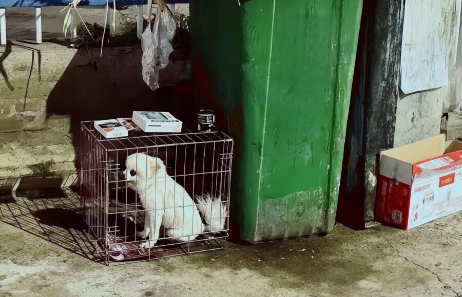 THE RESCUE OF TOM: From Trash Bin to Treasure