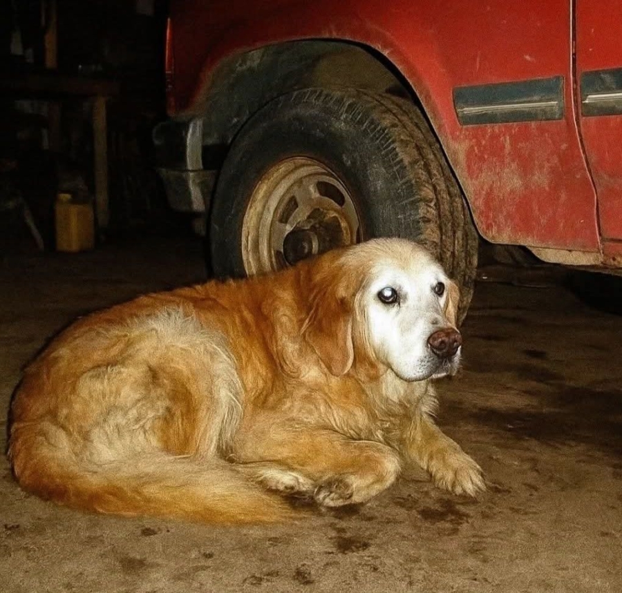 The Dog Who Refused to Die: The Midnight Call That Changed Everything The Dog Who Refused to Die: The Midnight Call That Changed Everything