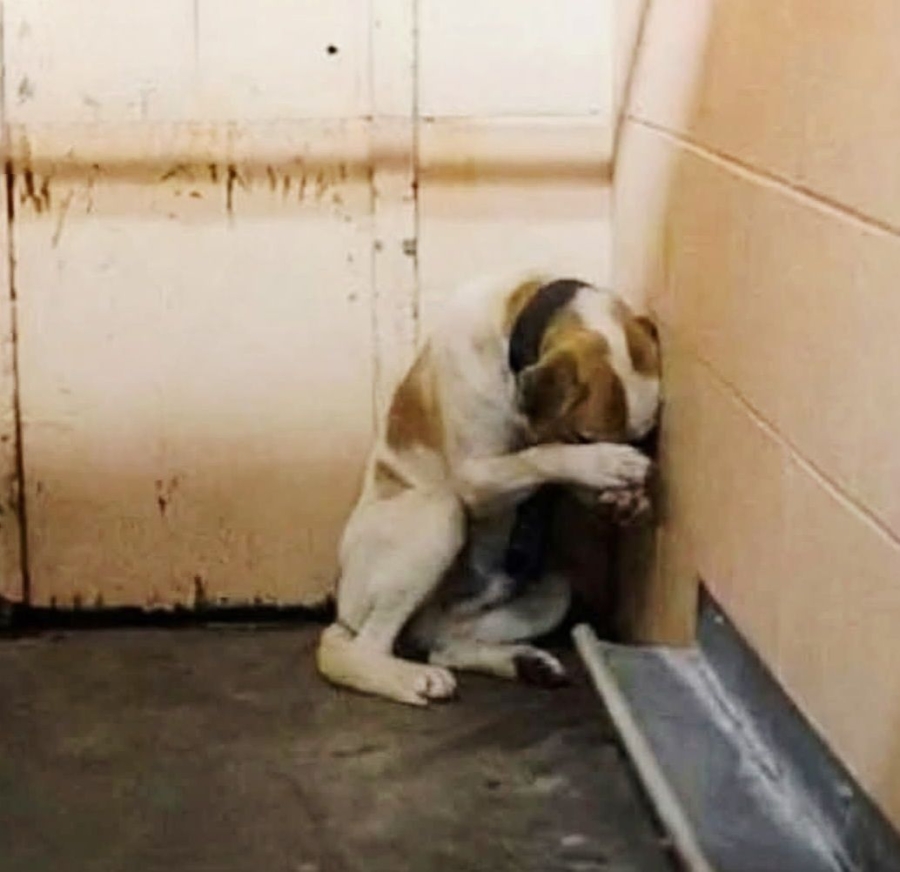 The lonely dog waited for years, with no one caring. The lonely dog waited for years, with no one caring.