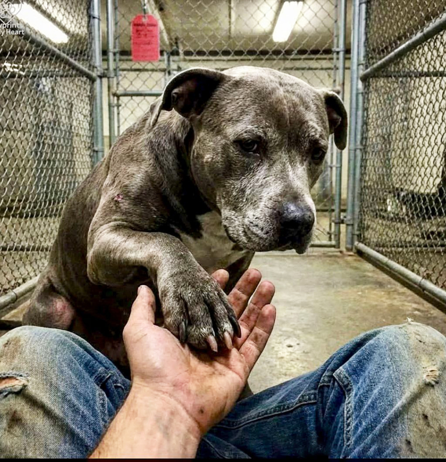 A Last-Minute Miracle for a Death Row Dog