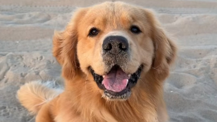 Video Shows Golden Retriever Bringing Smiles Wherever He Goes Video Shows Golden Retriever Bringing Smiles Wherever He Goes
