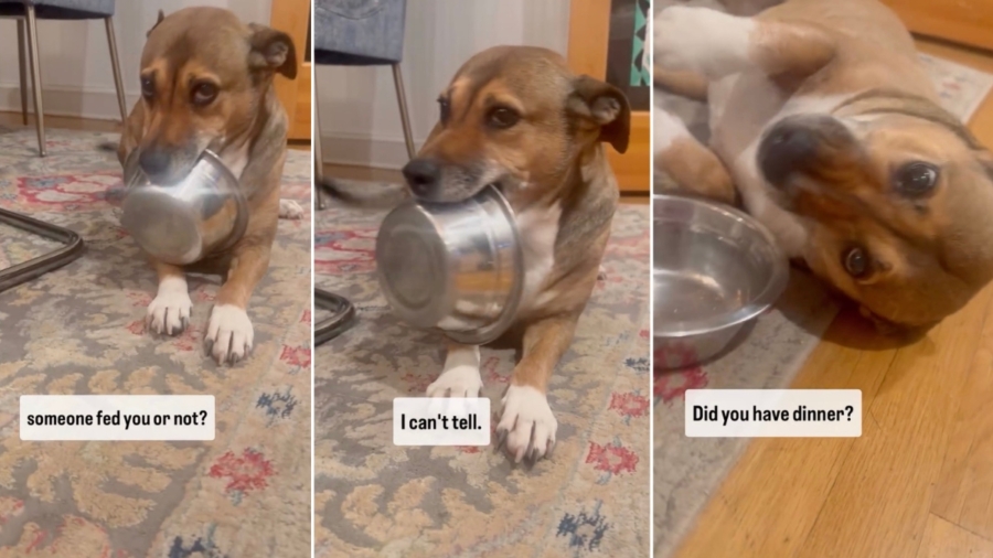 Rescue Puppy Has the Cutest Way of Asking for Food in Viral Video