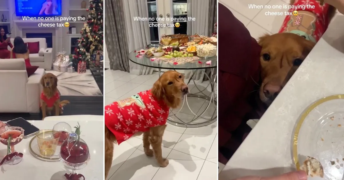 Golden Retriever Makes the Saddest Face When No One Pays Cheese Tax