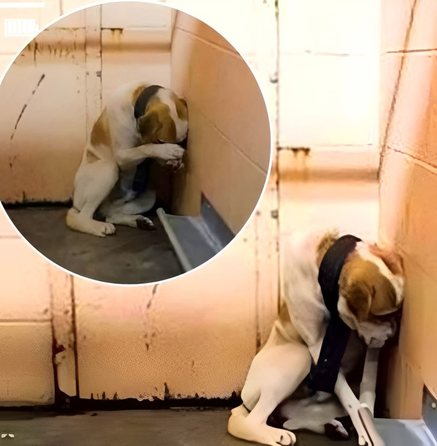 Why This Shelter Dog Cried for Six Days Straight