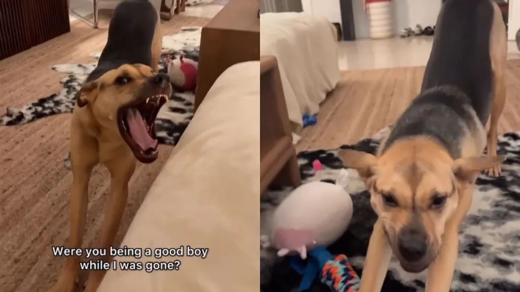 Rescue Puppy ‘Smiles’ At Owner After They Were Gone For 45 Minutes