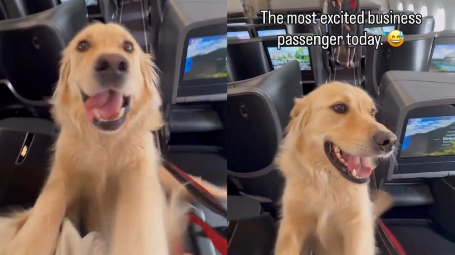 Golden Retriever Is Thrilled to Travel Business Class in Cute Video