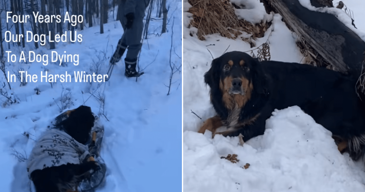 Hero Bernese Mountain Dog Leads Family to Senior Dog Lost in Deep Snow Hero Bernese Mountain Dog Leads Family to Senior Dog Lost in Deep Snow