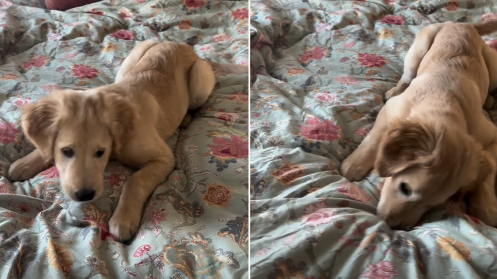 Video of Golden Retriever Puppy Reacting to a Moving Bedsheet Will Make Your Day