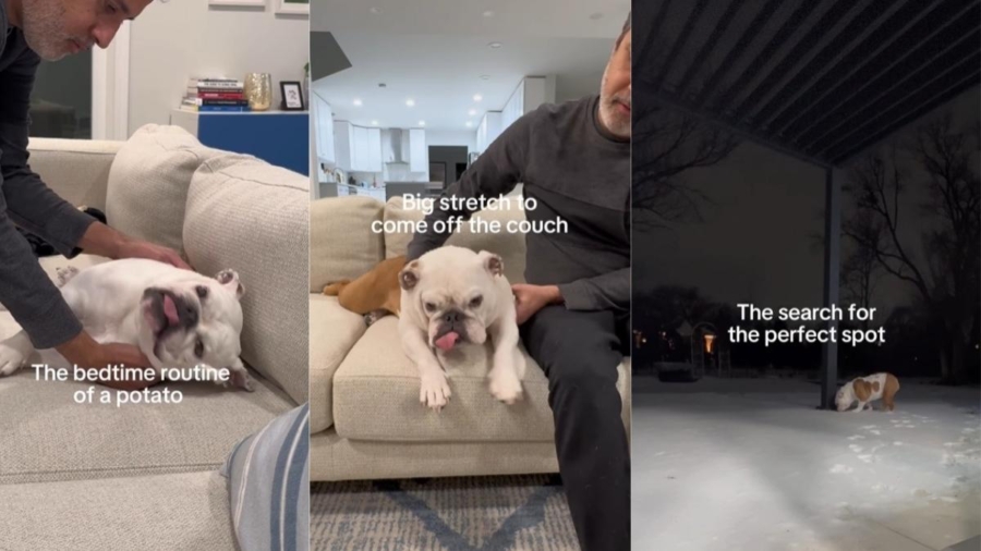 Video Unpacks Dog’s 4-Step Bedtime Routine