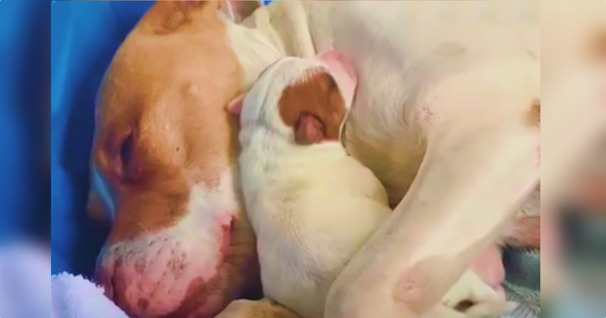 Mama Took Runt Of The Litter And Held Her Close Knowing She Needed Her Most Mama Took Runt Of The Litter And Held Her Close Knowing She Needed Her Most