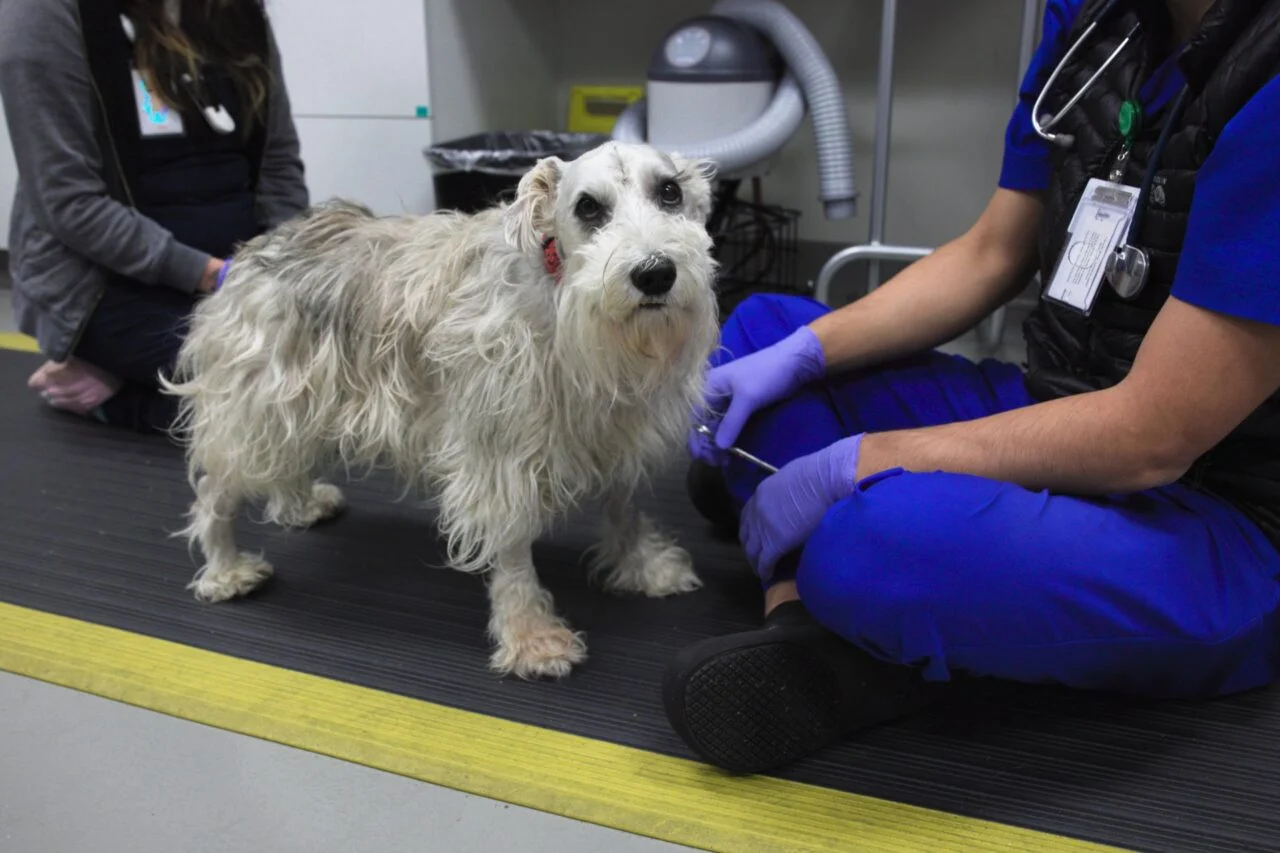 This Adorable Good Boy Just Got Rare, Life-Saving Brain Surgery This Adorable Good Boy Just Got Rare, Life-Saving Brain Surgery