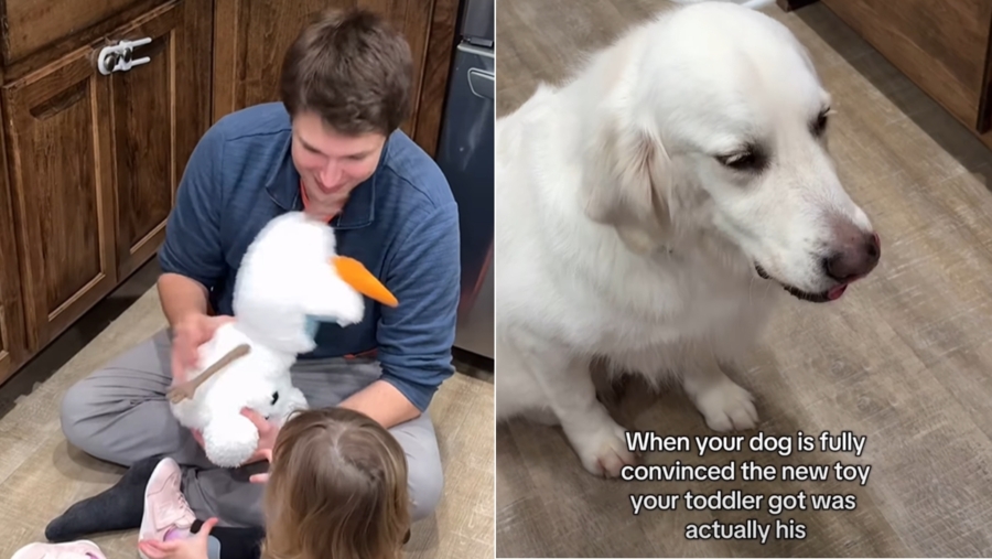 Golden Retriever Gets ‘Jealous’ of Tiny Human Who Just Got a New Toy Golden Retriever Gets ‘Jealous’ of Tiny Human Who Just Got a New Toy